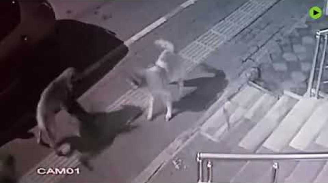 Fearless kitty restores hierarchy in the neighborhood