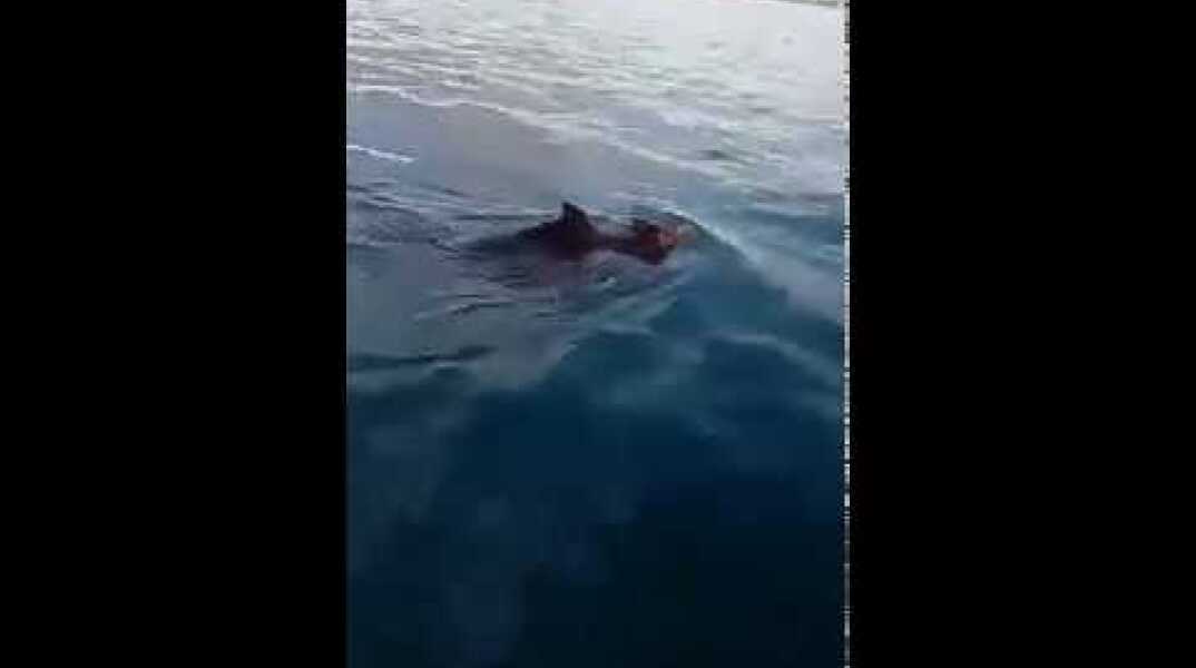 Αγριογούρουνα στο Ιόνιο !