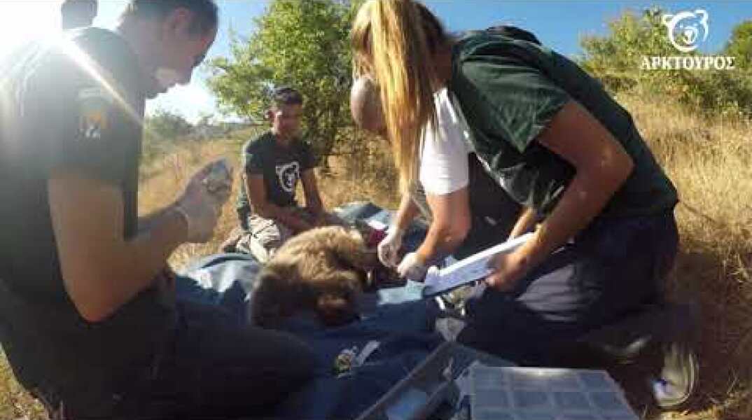 Απεγκλωβισμός μικρής αρκούδας στον Κορυδαλλό Τρικάλων
