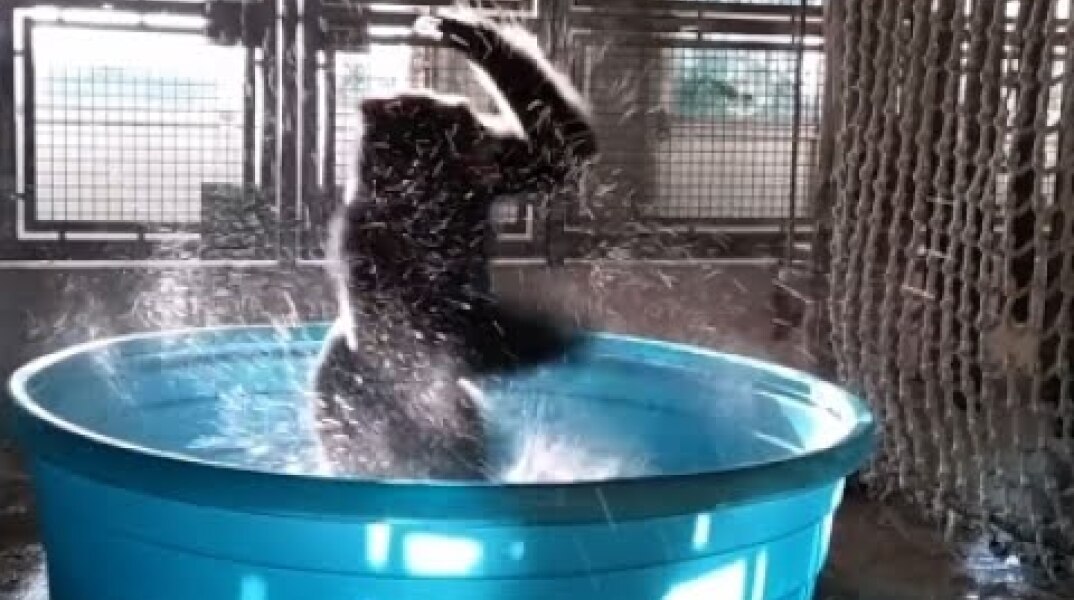 Gorilla at Dallas Zoo is a 'Dancing Machine'
