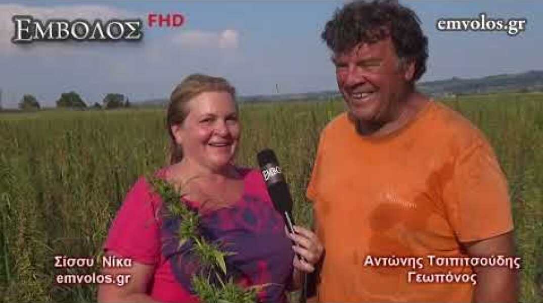 Μελίκη Ημαθίας – Πρώτη συγκομιδή βιομηχανικής κάνναβης - Cannabis harvest – Meliki Greece