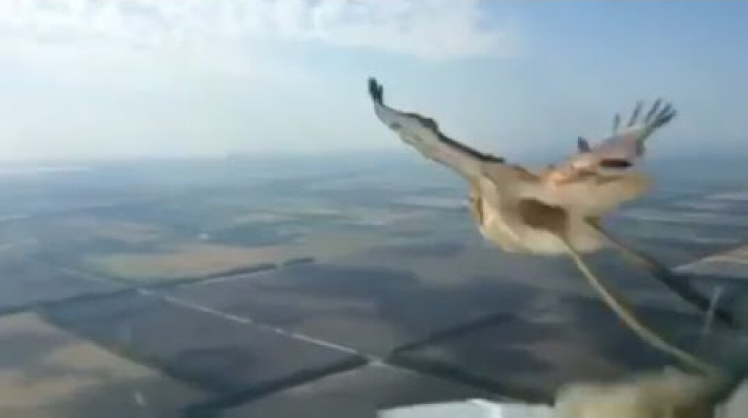 Birdstrike Boeing-737!!! Столкновение с птицей в воздухе. Мертвая птица, разбитое остекление кабины.