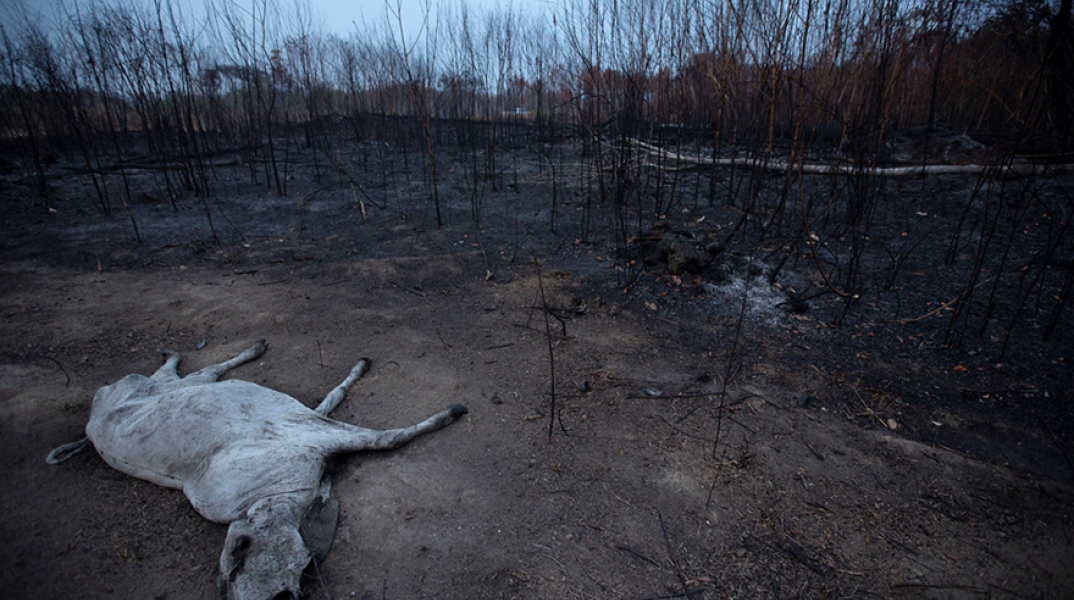 Φωτιά στον Αμαζόνιο - Εικόνα από το Πόρτο Βέλο 