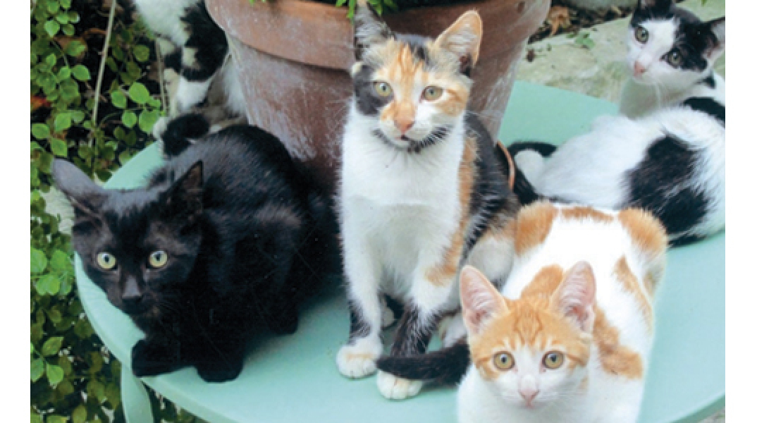 Οι γάτες του ποιητή