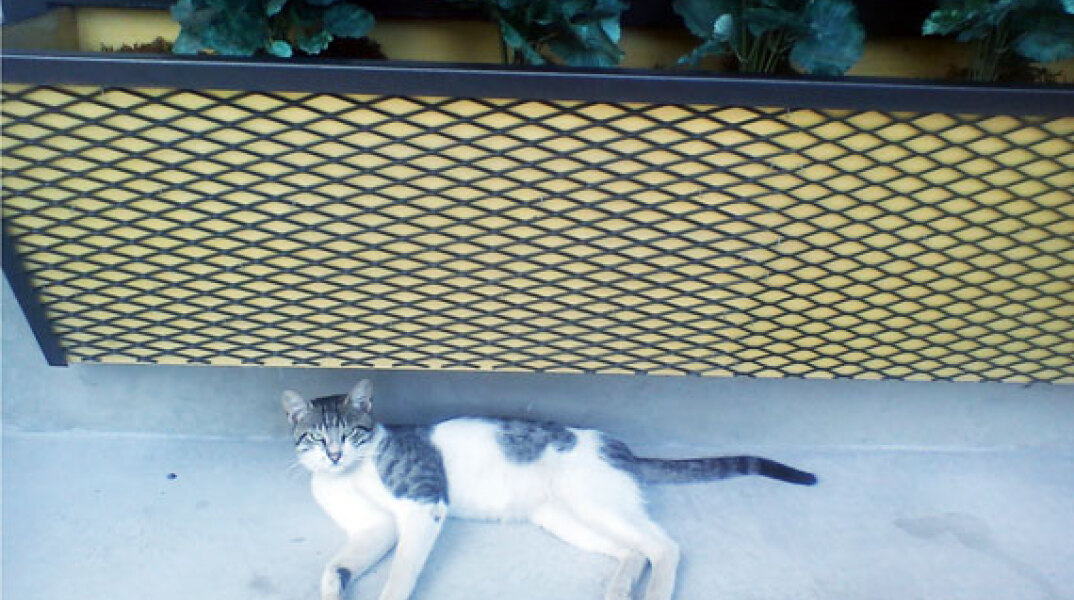 Ο γάτος του «Pronto» (κι όχι μόνο)