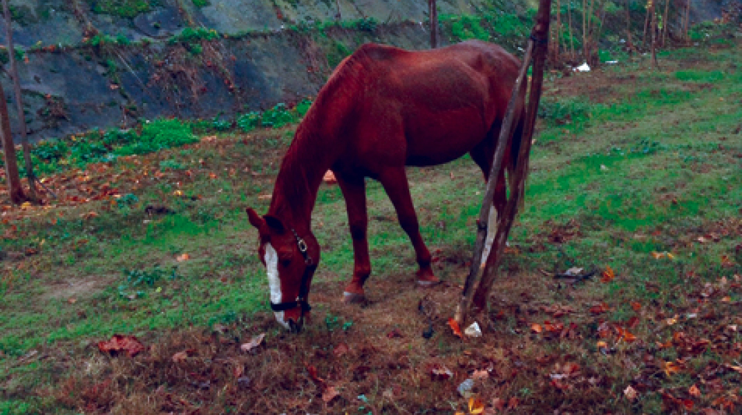 Λάρισα σημαίνει Λαριζόνα rules!