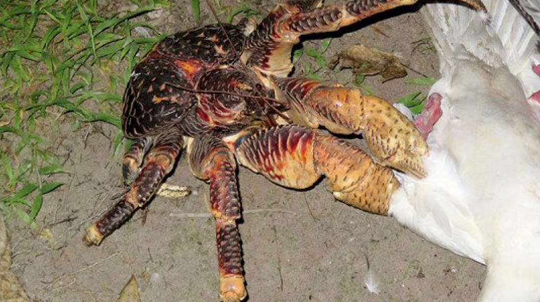 Κατέγραψαν τεράστιο κάβουρα να σκοτώνει θαλασσοπούλι (video)