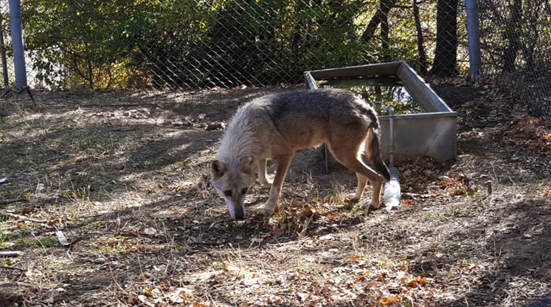  Η Φρέγια και ο Ραούλ 