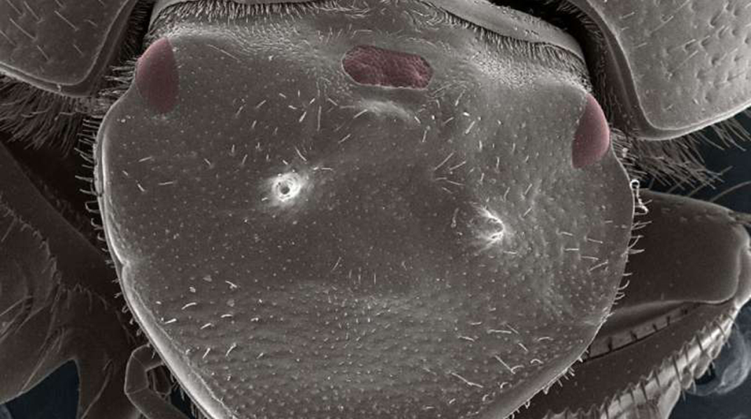 Επιστήμονες δημιούργησαν σκαθάρι με τρίτο μάτι!