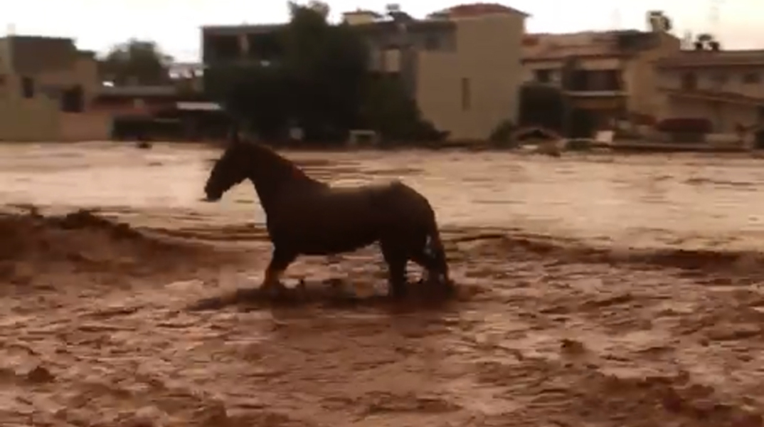 Μάνδρα: Η στιγμή που άλογο προσπαθεί να γλιτώσει από τον ορμητικό χείμαρρο 