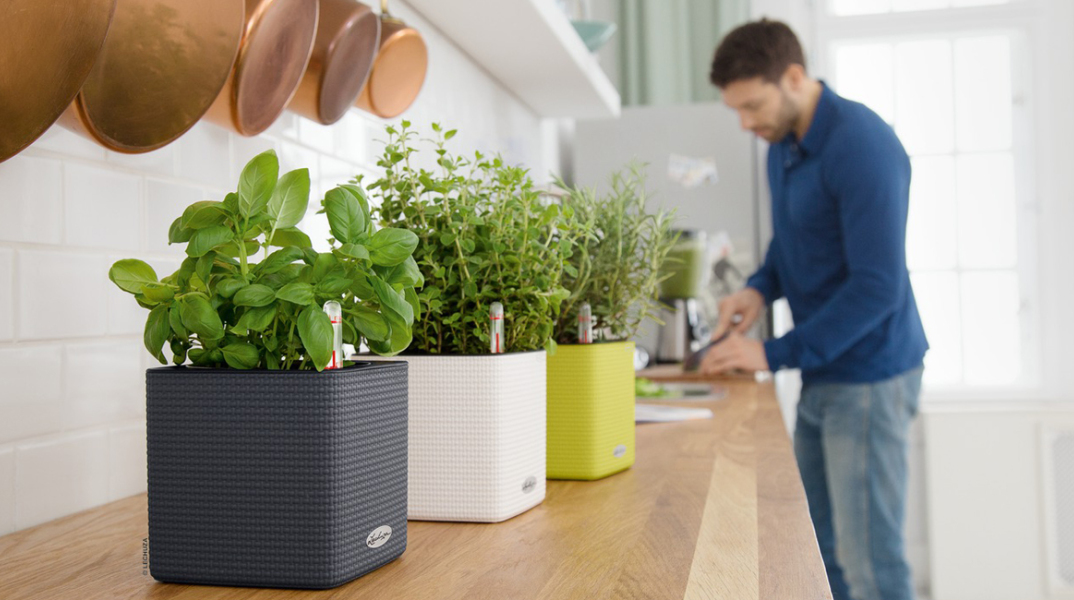 LECHUZA Cube Color με δενδρολίβανο