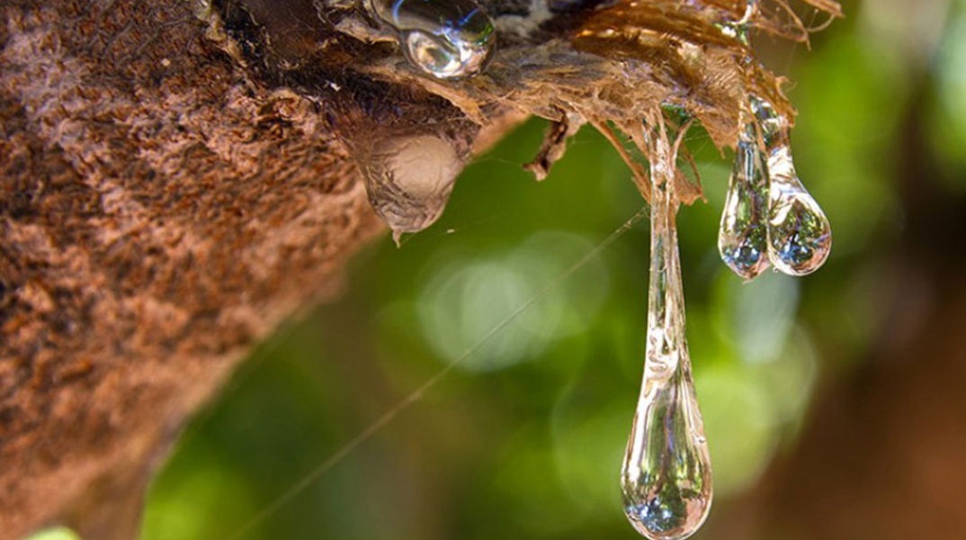 «Φεύγουν» τα Mastic Spa από τη Χίο 