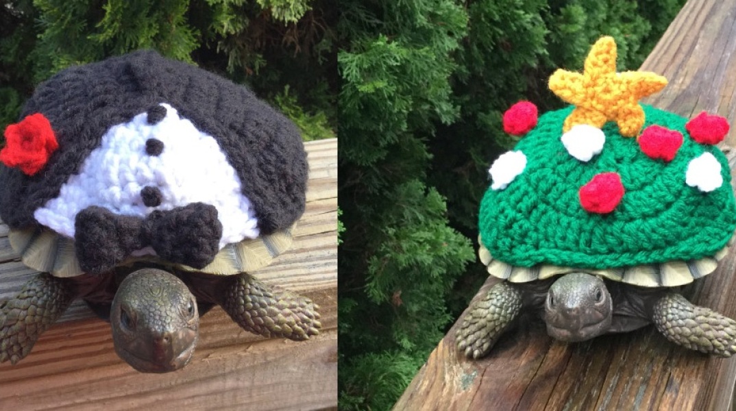 Κάνει κρύο, κάνει τσίφι, για το δόλιο το κοτσύφι…