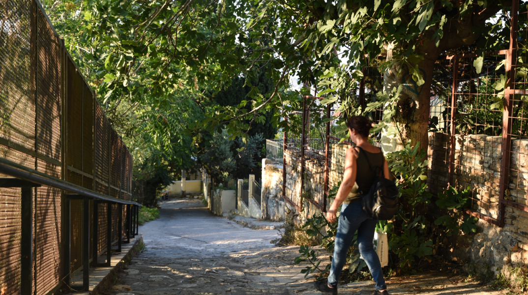 Έρευνα: Οι γειτονιές με πολλά δέντρα έχουν λιγότερα σοβαρά περιστατικά άσθματος