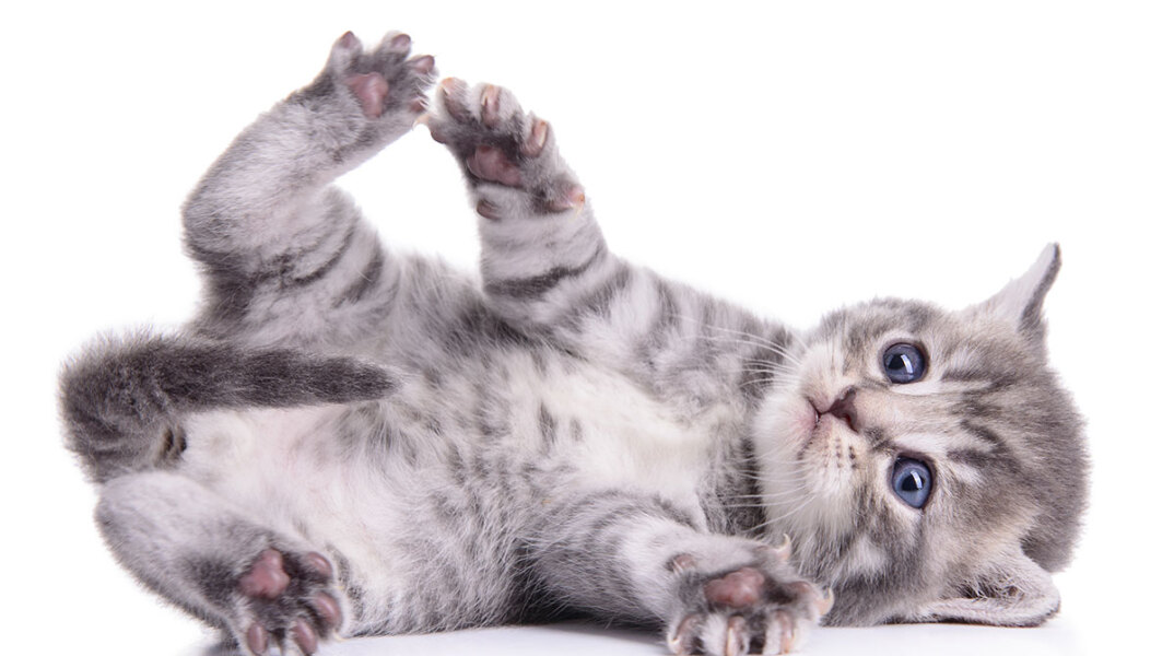 10 εικόνες νεογέννητων ζώων για να λιώσετε 