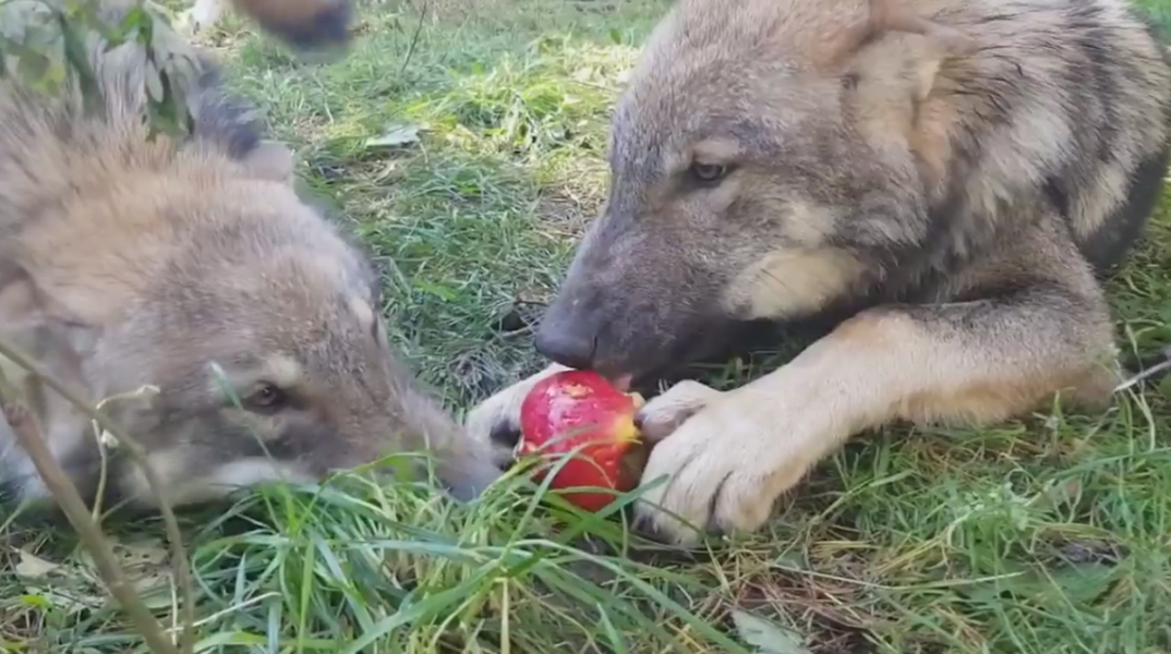 Τέσσερις πολύ άγριοι λύκοι και το μήλο της Έριδος (video)