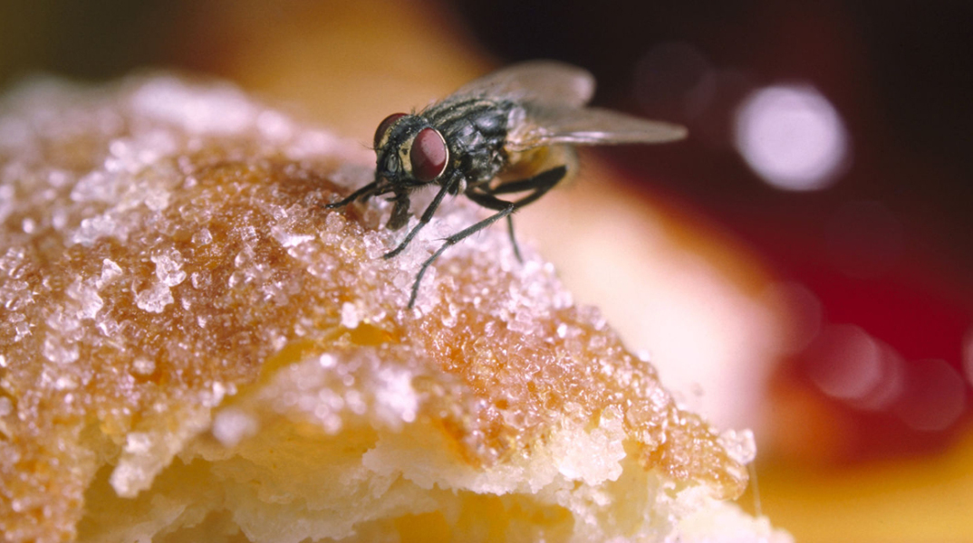 Μύγα φύγε από το φαγητό - Κουβαλάνε εκατοντάδες μικρόβια, βοηθάνε στην εξάπλωση ασθενειών 