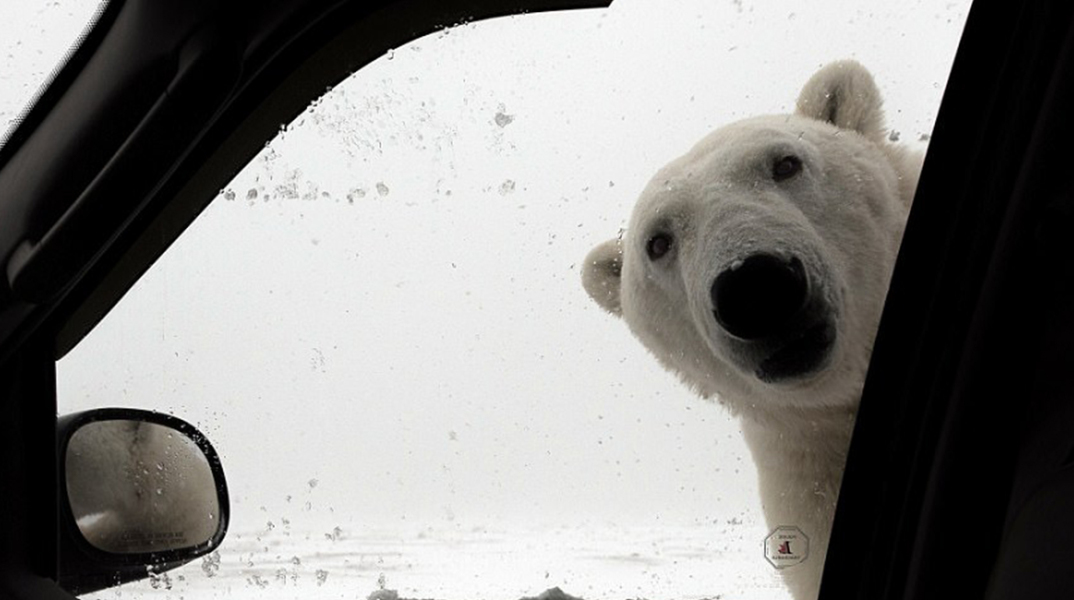 Τι κάνεις αν δεις μια πολική αρκούδα να σε κοιτά από το τζάμι του αυτοκίνητου; 