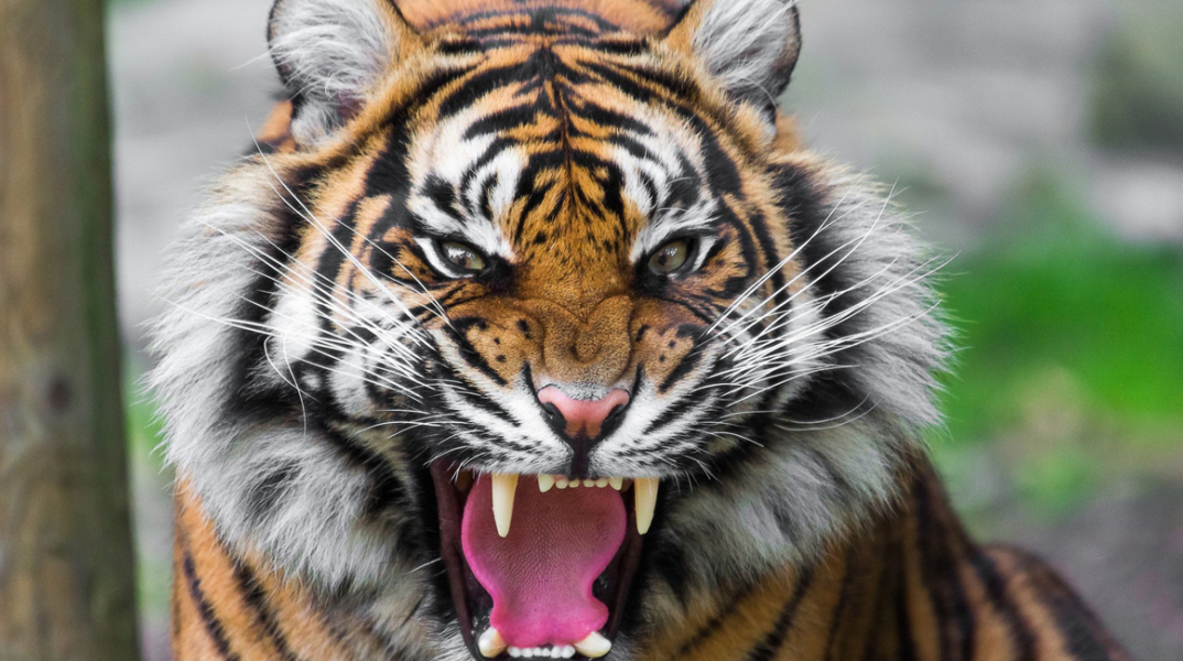 τίγρης, Κίνα