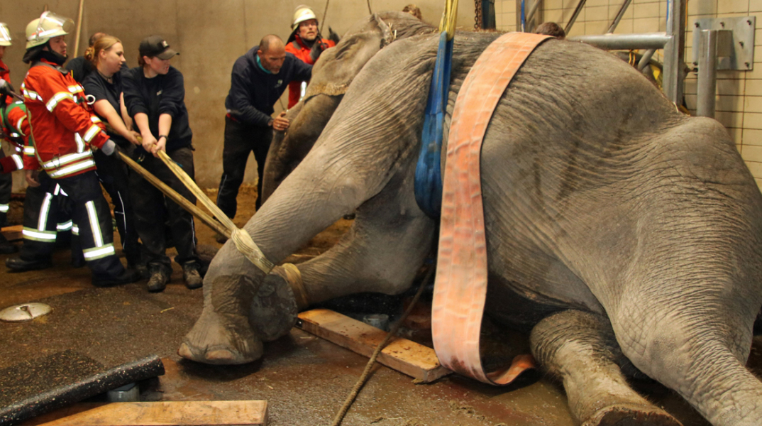 Καρλσρούη, ελέφαντας