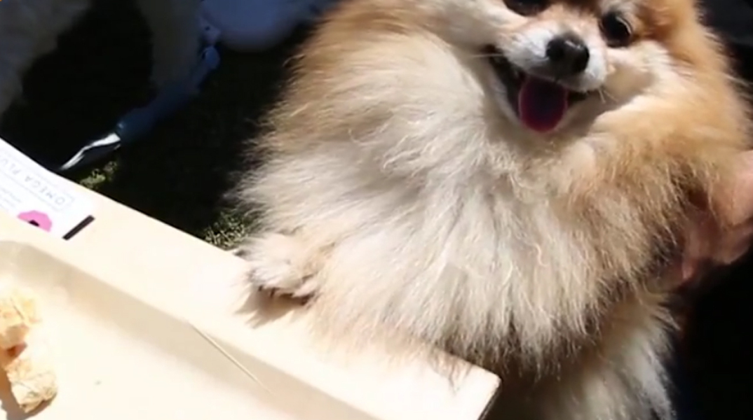 σούσι, σκύλος