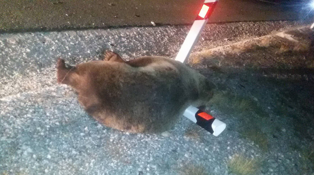 Αρκούδα, Κοζάνη