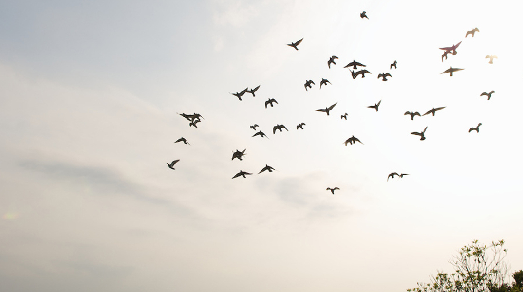 Ταϊβάν, τζόγος, περιστέρια