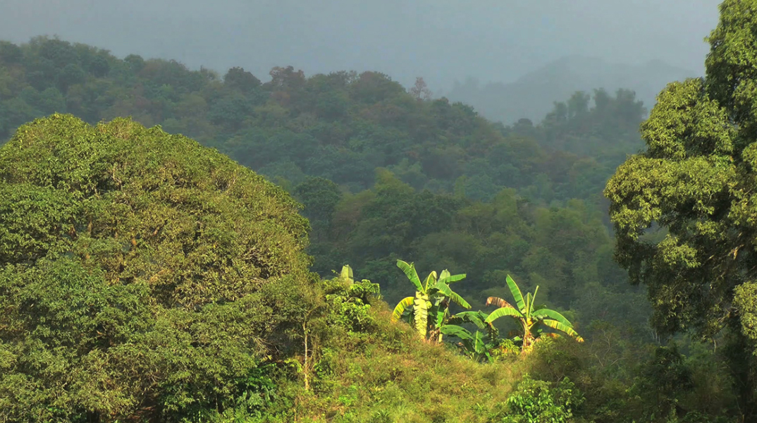 Φιλιππίνες, ζούγκλα