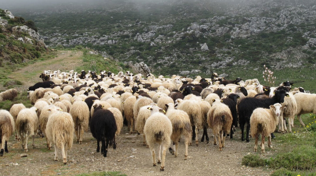 κτηνοτρόφοι, ΕΛΓΑ