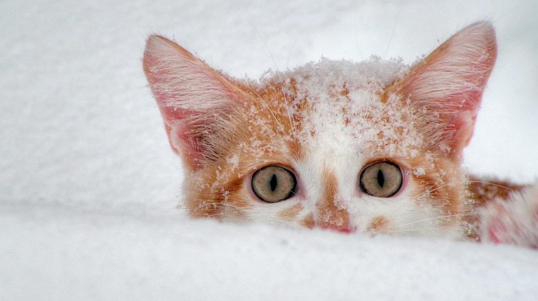 cat_snow.jpg