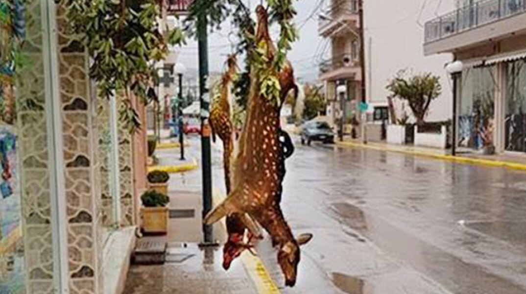 Κρέμασαν ελάφια στο τσιγκέλι κρεοπωλείου στην Εύβοια 