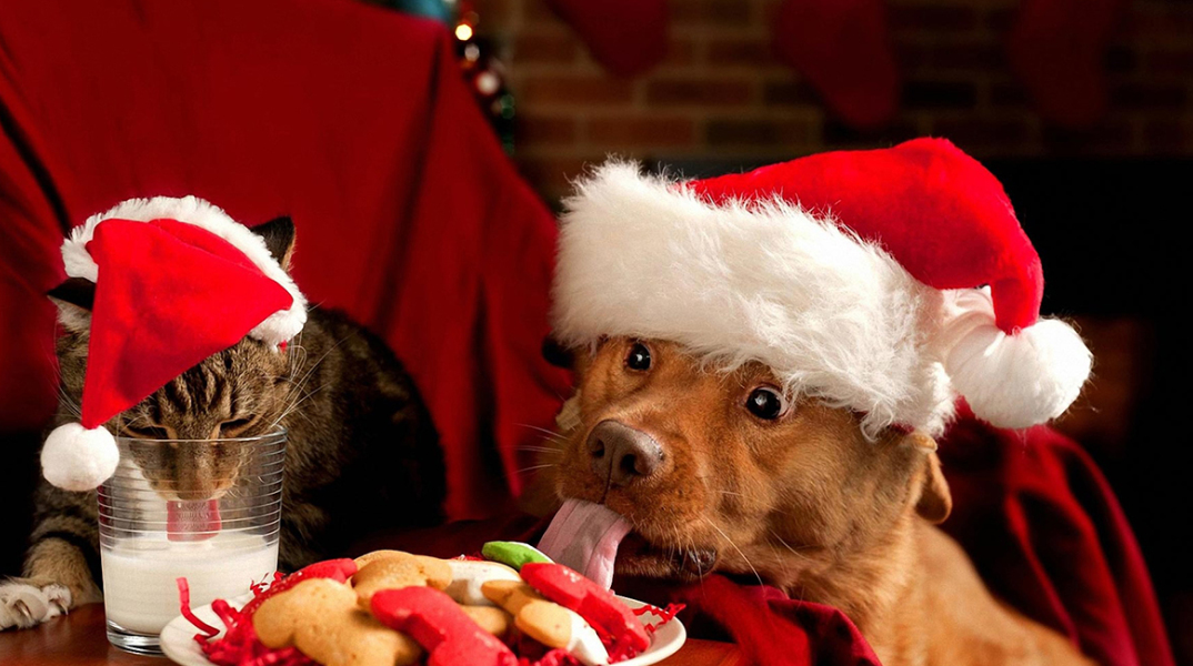 christmas-cat-and-dog-1440x2560.jpg