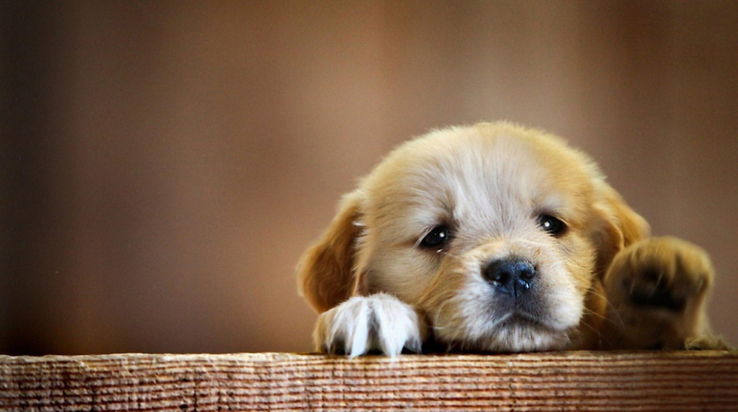golden-retriever-puppy-cute-paws-2560x1600.jpg
