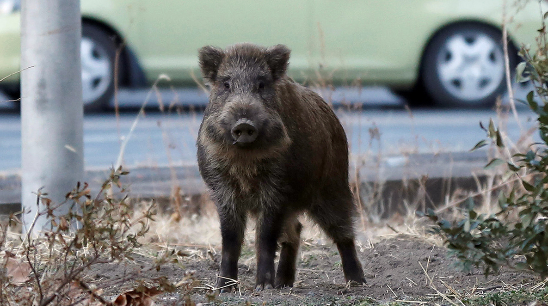 radioactive-boars-japan.jpg