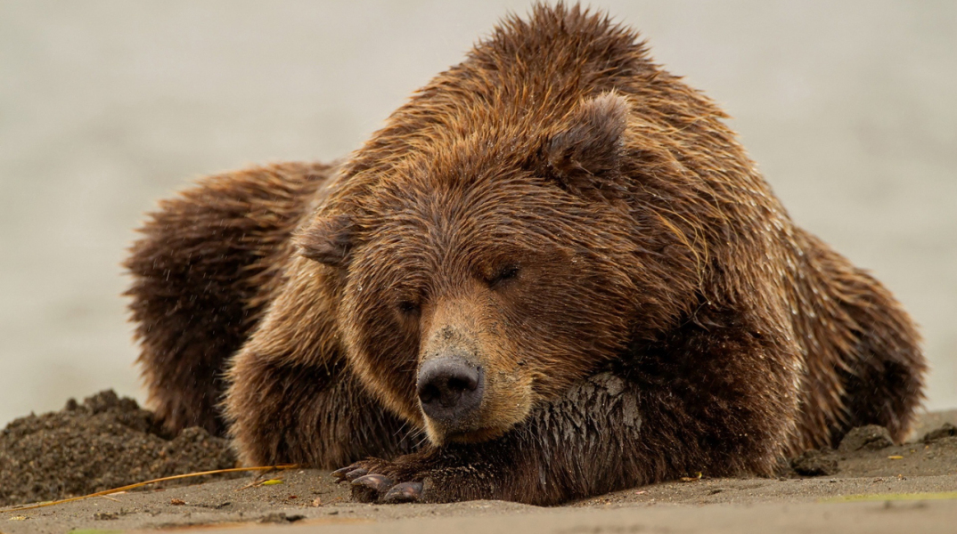 sleeping-bear-wallpaper-12354-12797-hd-wallpapers.jpg