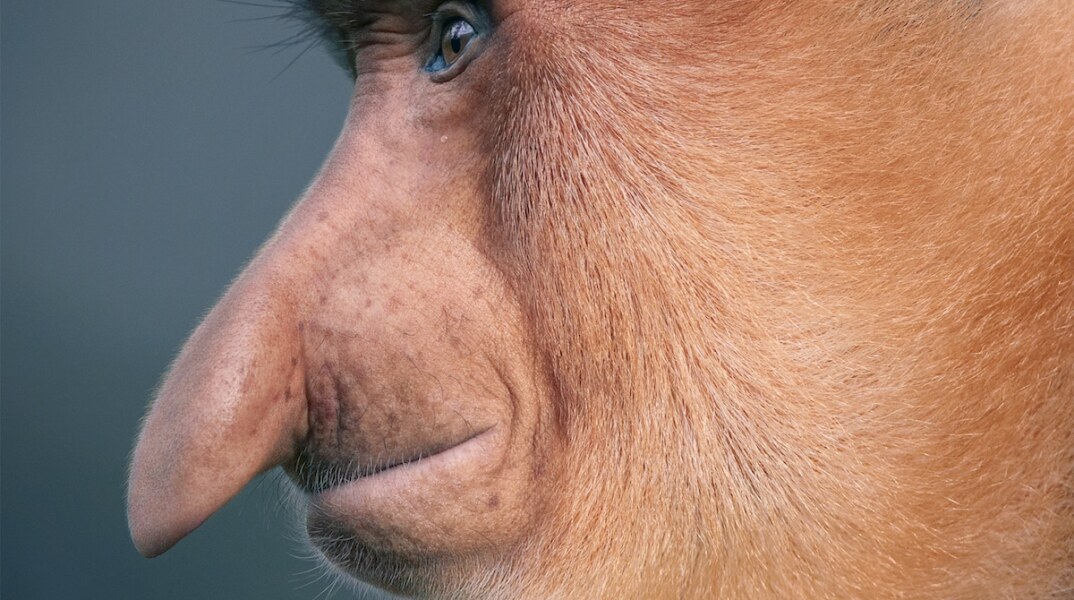 tim-flach-endangered-proboscis-monkey.jpg