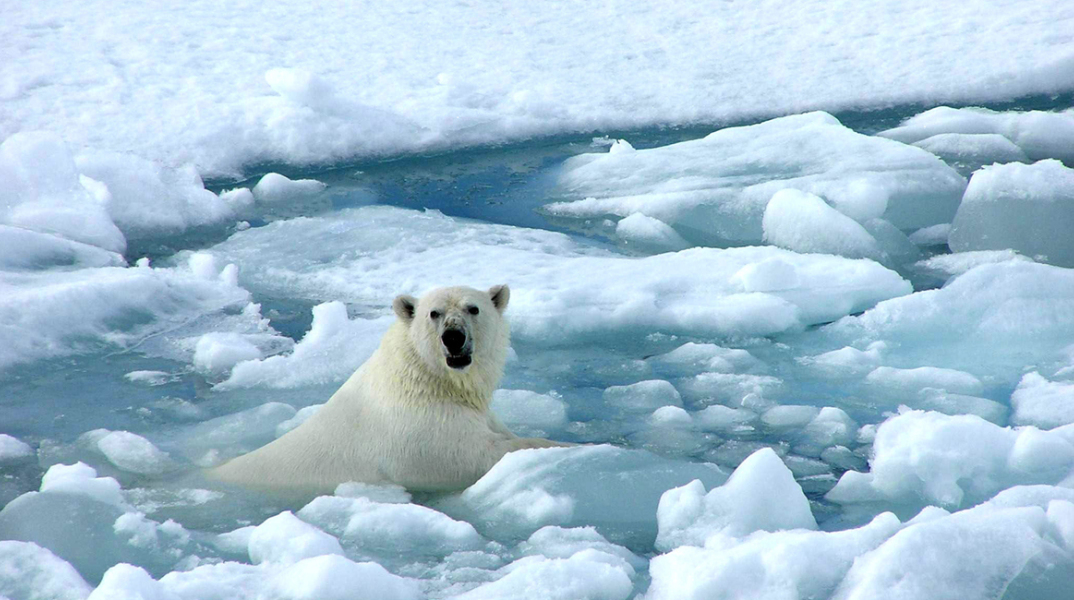 polar-bear2423.jpg