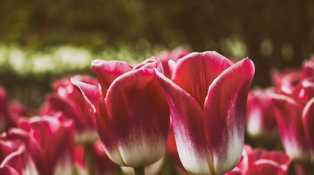 Ποιοι γιορτάζουν σήμερα 16 Μαρτίου; Το εορτολόγιο της Athens Voice σου τους θυμίζει. Μην ξεχάσεις να τους δώσεις τις καλύτερες ευχές σου!