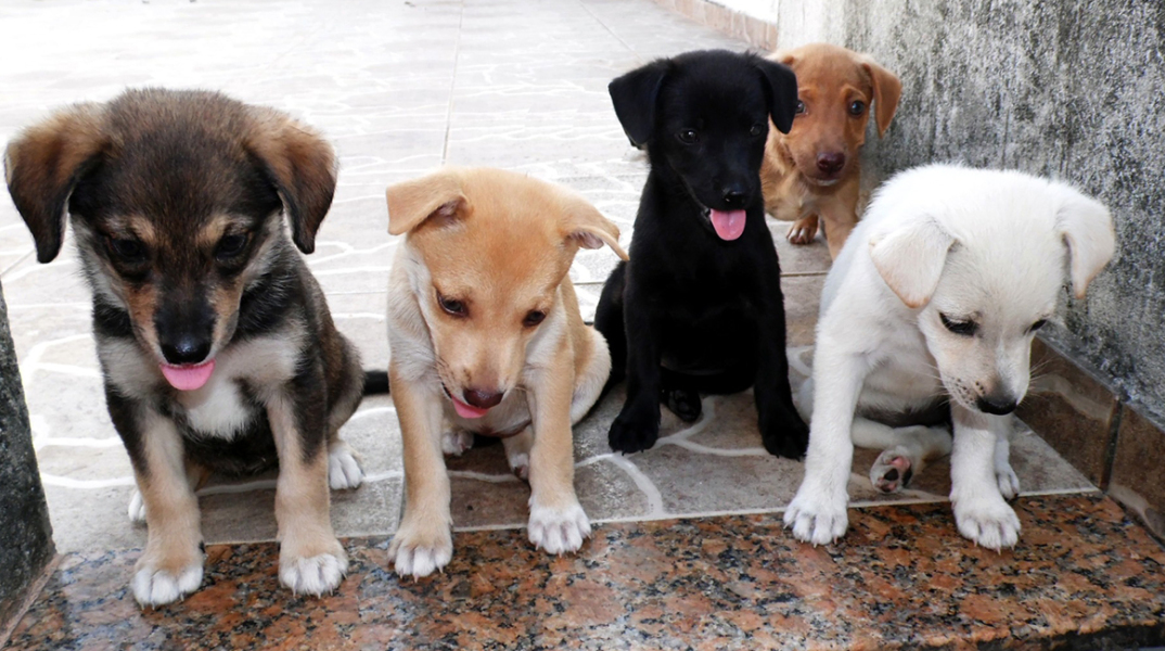 animal-dog-puppy-wallpaper.jpg