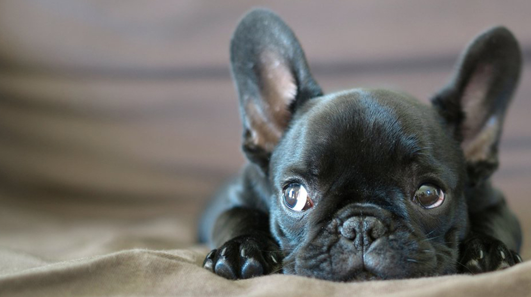 french_bulldog.jpg