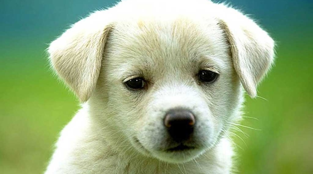 Εκδήλωση για τα δικαιώματα των ζώων στη Θεσσαλονίκη 