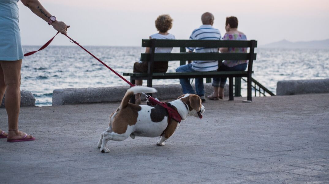 Γ. Τσιρώνης: Πληρώνουμε για το ΙΧ μας, για το ζώο μας δεν θα πληρώσουμε; 