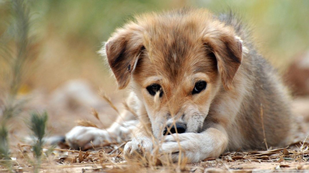 5529-puppy-wallpaper-images.jpg