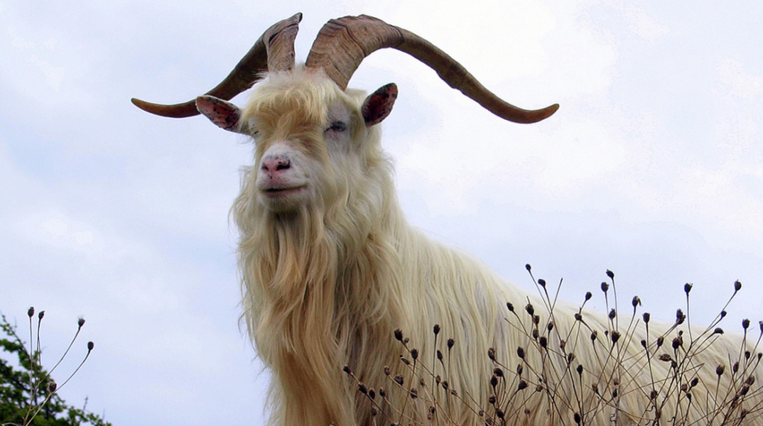 kasmir-goat2.jpg