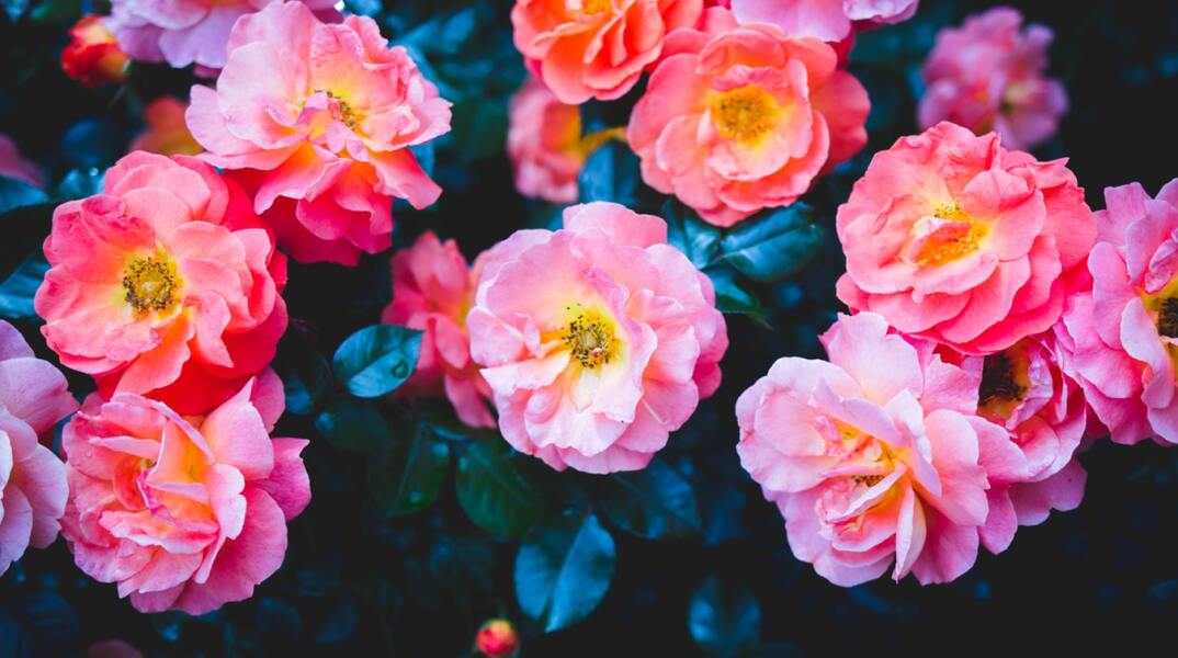 Ποιοι γιορτάζουν σήμερα 17 Απριλίου; 