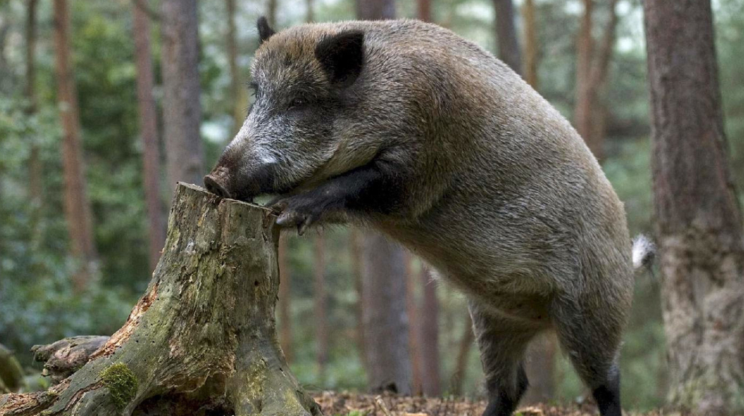 wild-boar.jpg