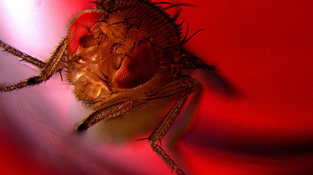 fruit_fly.jpg