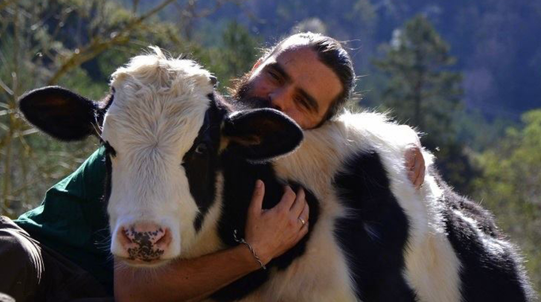 cows-love-cuddles.jpg