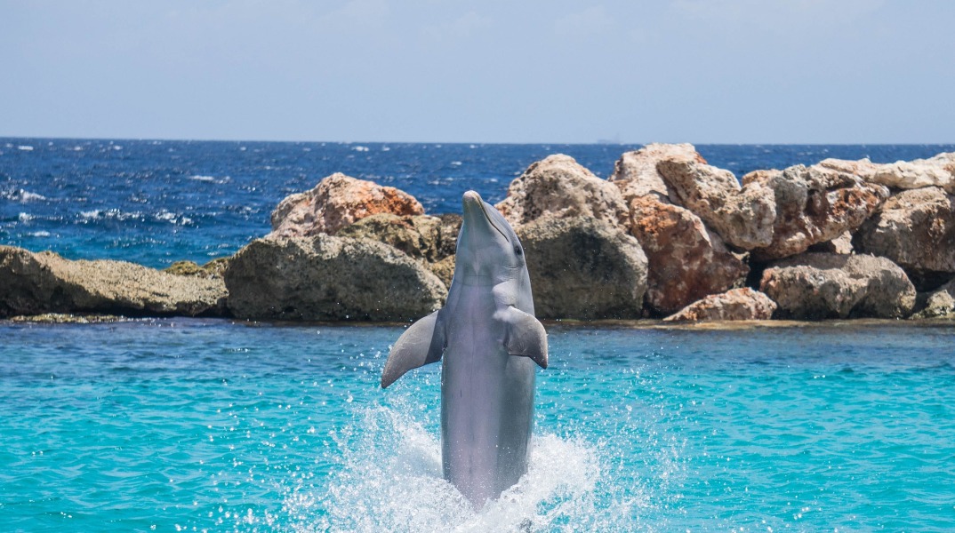 dolphin-906181_1920.jpg