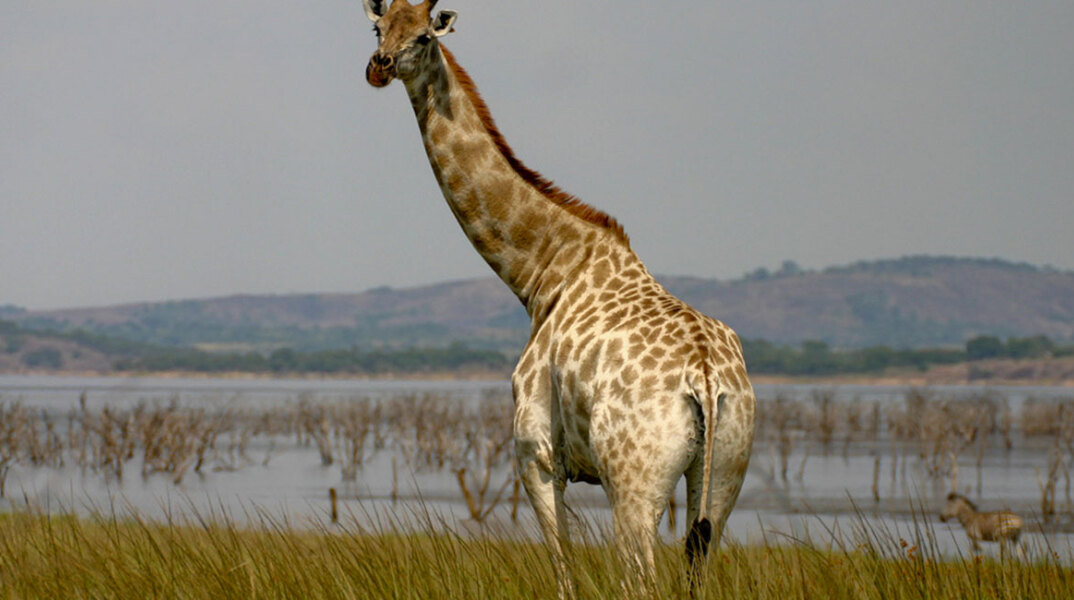 giraffe.jpg